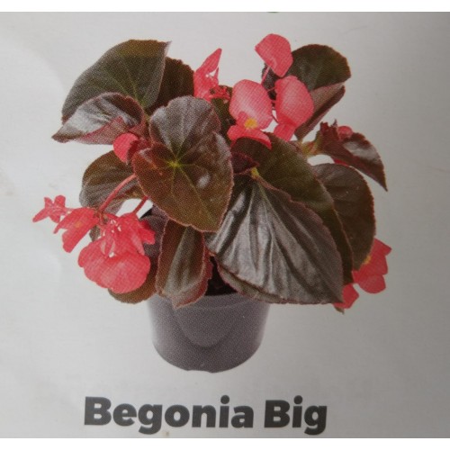 Begonia big, planta de...