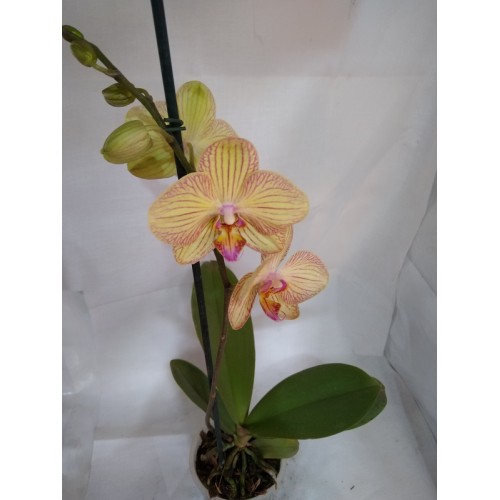 Orquidea Phalaenopsis 1 vara